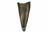Juvenile Tyrannosaur Premax Tooth - Judith River Formation #184592-1